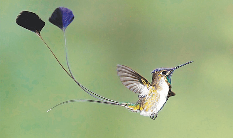 Marvelous spatuletail humming bird