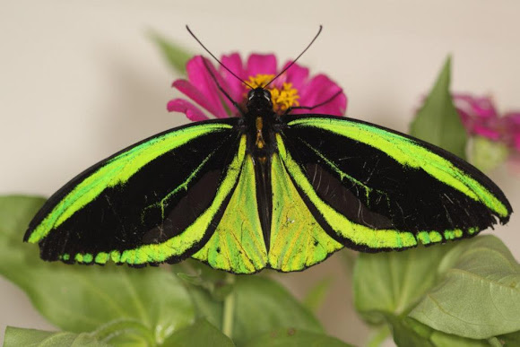 Priam's birdwing butterfly