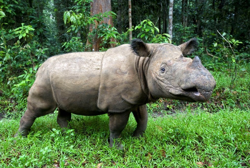 Sumatran rhino .jpg